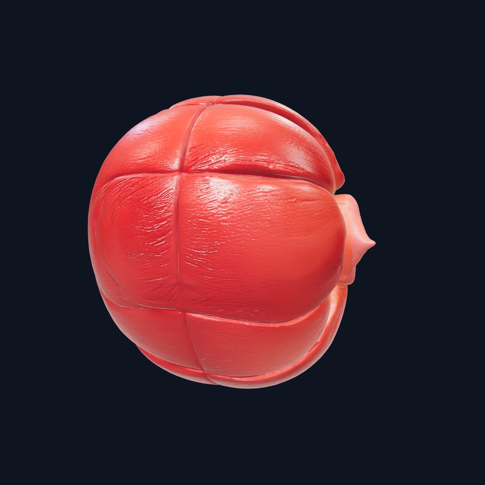 Realistic Human Kidney Anatomy model pack